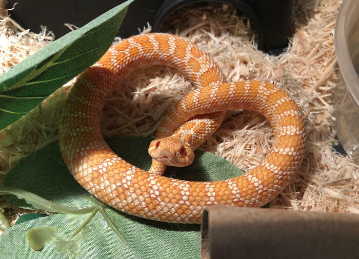 Este pretzel muerde