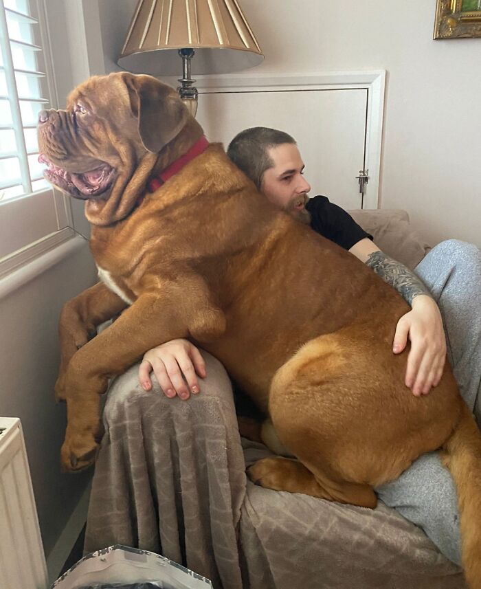El perro de mis padres. Solo lo veo durante las vacaciones