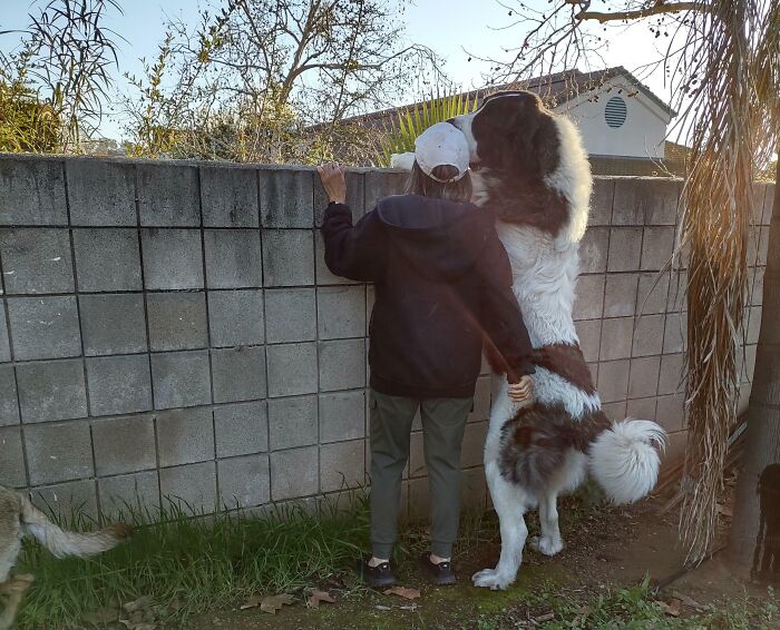 Nuestro cachorro rescatado, aún no ha cumplido 1 año
