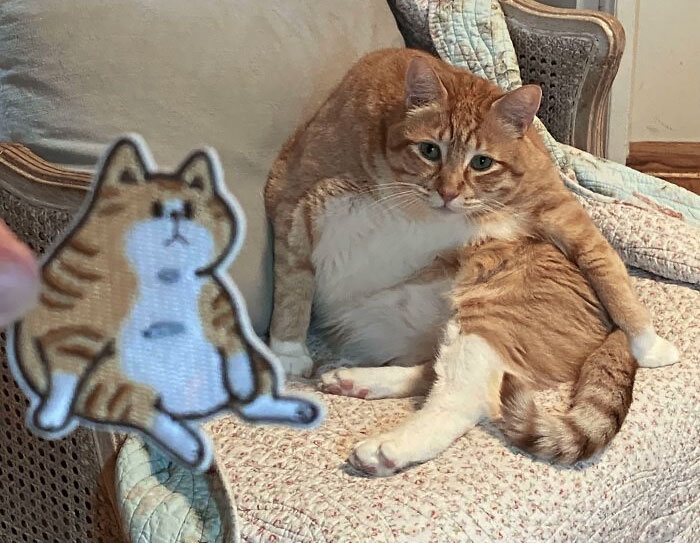 Este parche que parece mi gato