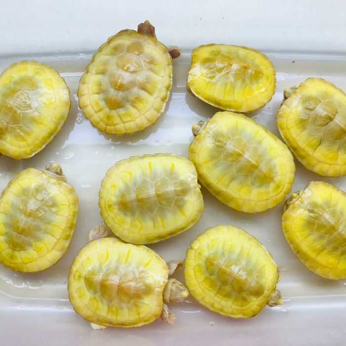 Rodajas de pepinillo prohibidas
