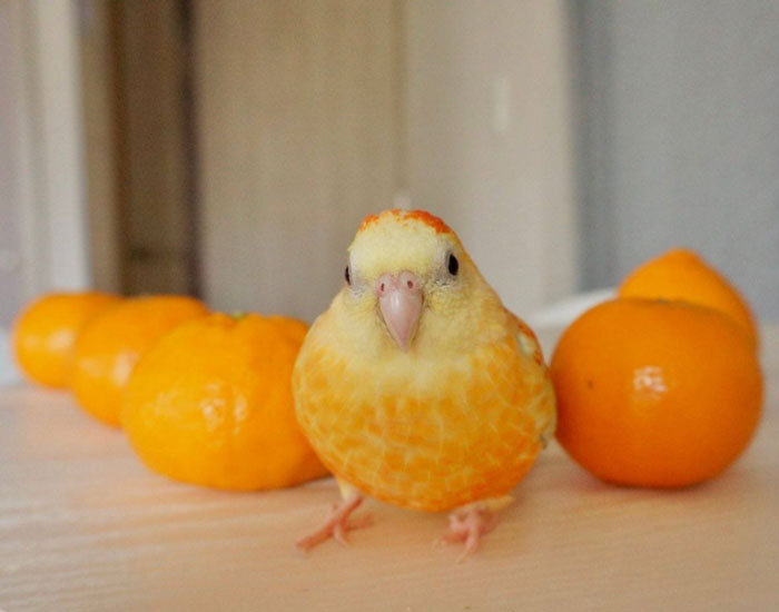 Esta mandarina parece sospechosa