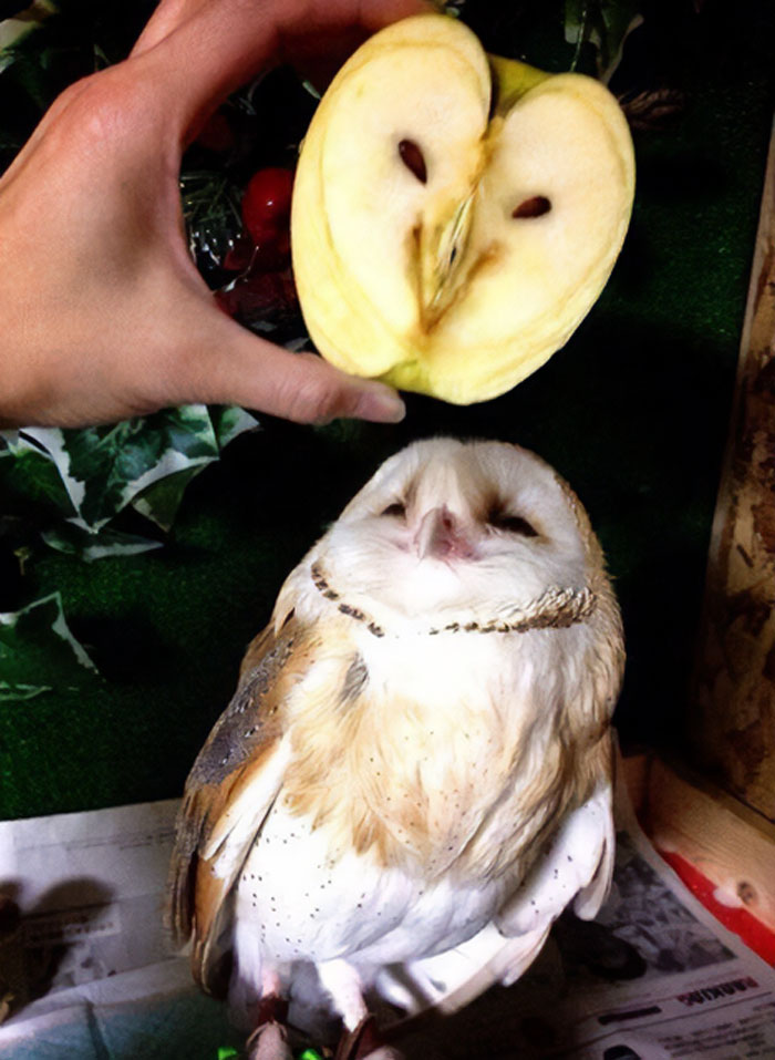 Manzana que parece una lechuza