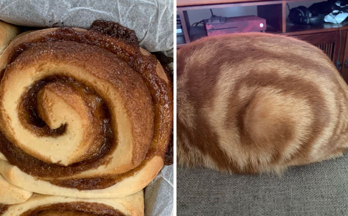 El trasero de mi gato parece un rollito de canela