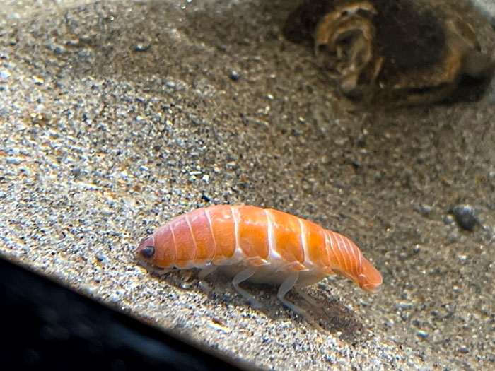 Parásito marino que parece sushi
