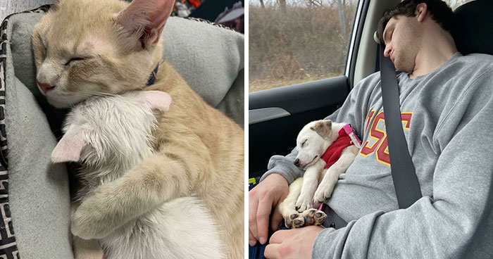 38 Fotos e historias conmovedoras de mascotas felizmente adoptadas