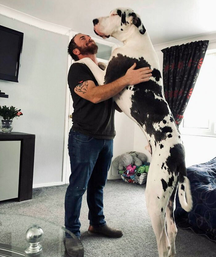 Se llama Bruiser