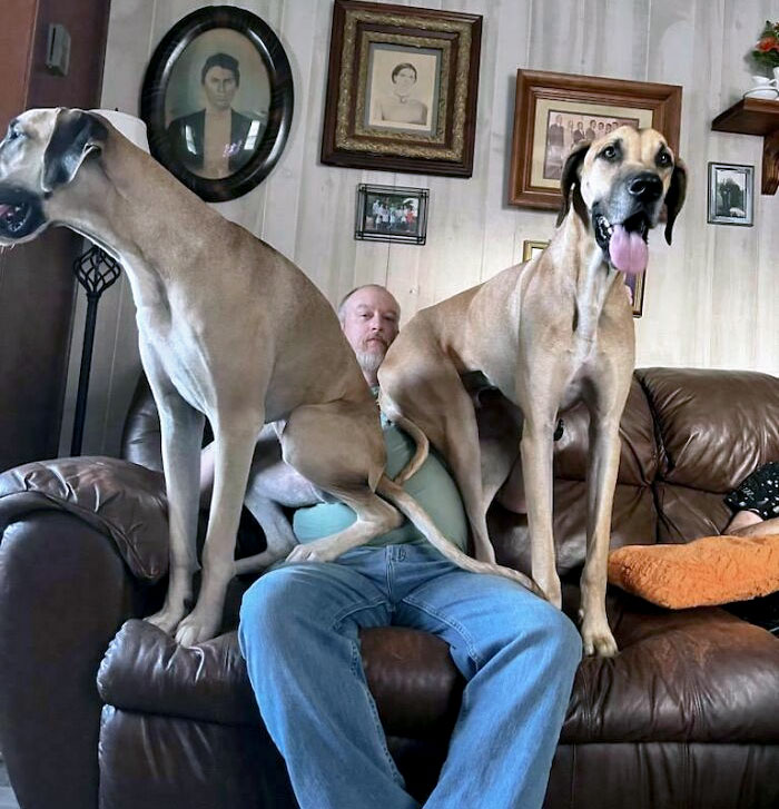 No entienden que no son perros falderos