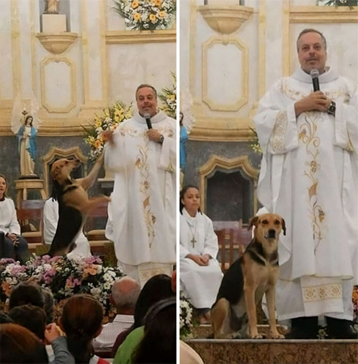 Juan Pablo es un sacerdote brasileño que rescata a perros de las calles, los cuida y los lleva a sus misas, para encontrarles un hogar. Docenas de perros tienen familia gracias a él