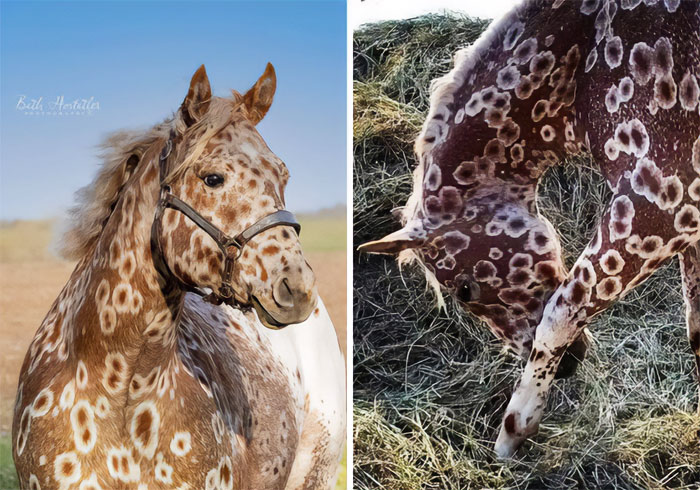 Esta belleza es un tipo de caballo Appaloosa. Sus ancestros eran criados por los indios Nez Perce