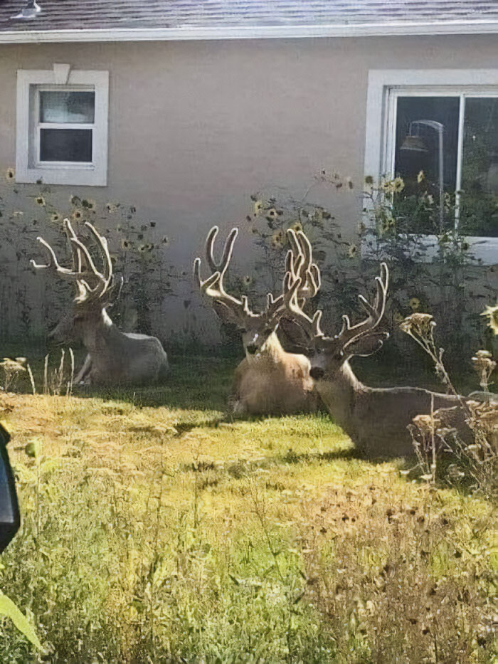 Lo que no esperas encontrar en tu jardín