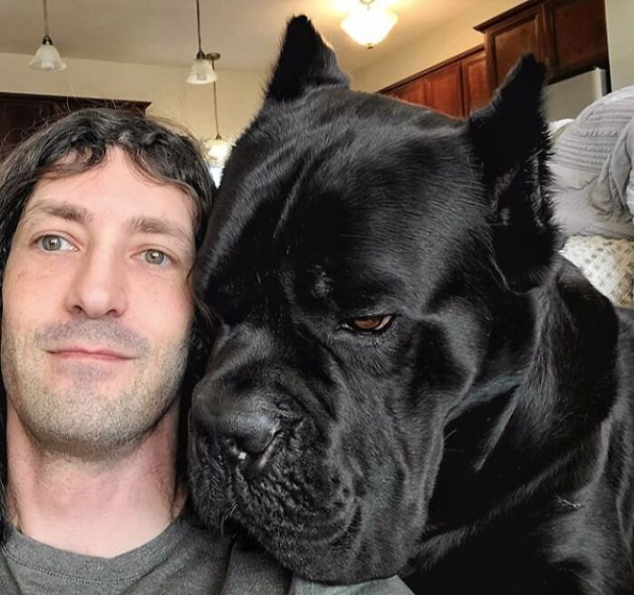 Bruce Wayne es un mastín italiano enorme y cariñoso