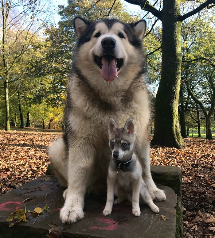 Malamute vs Klee kai, ambas razas son de Alaska