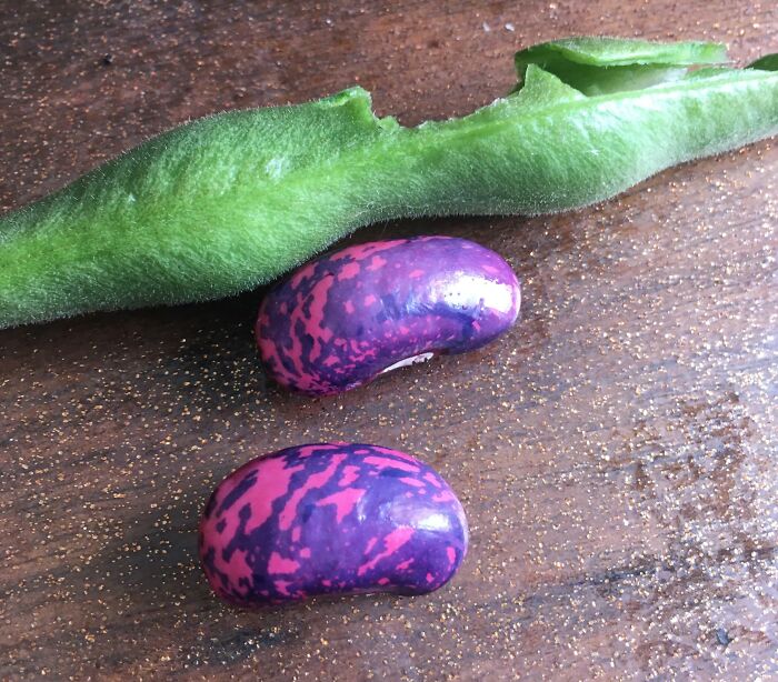 He encontrado estas semillas coloridas dentro de un ayocote
