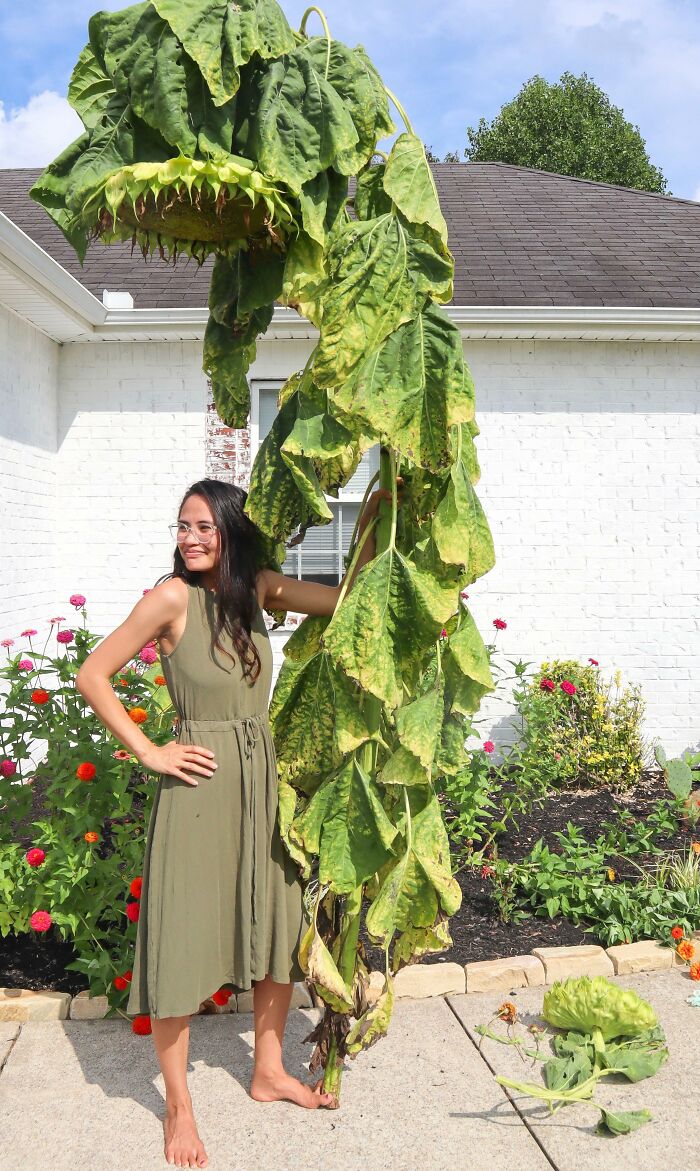 Mi girasol gigantesco