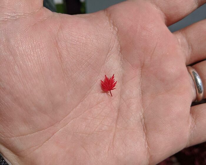 La hoja de arce más diminuta que haya visto