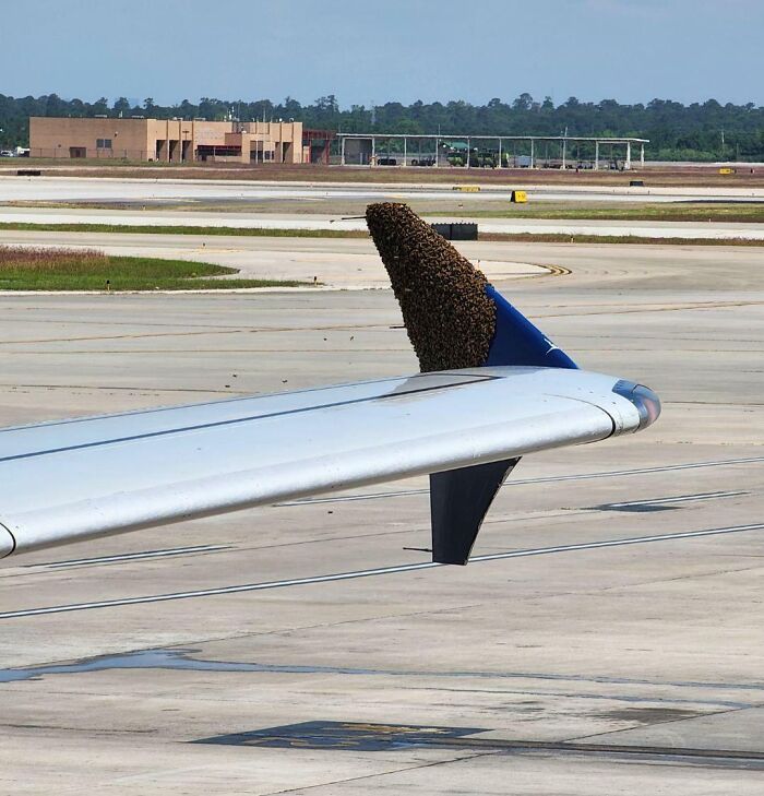 Abejas en un avión tras aterrizar en Houston. Hubo que retrasar el siguiente vuelo para sacarlas de ahí