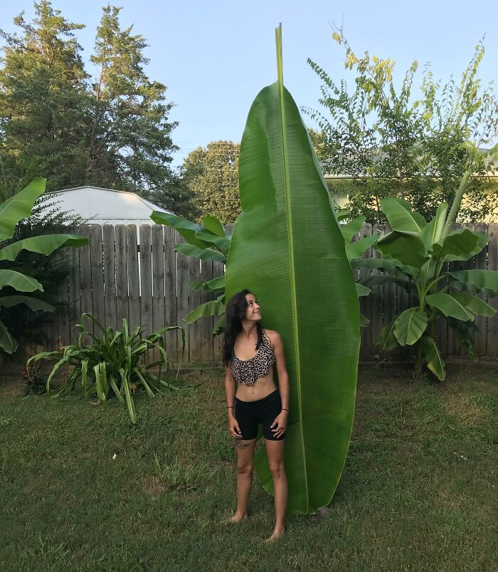 Esta hoja enorme (esposa como referencia)