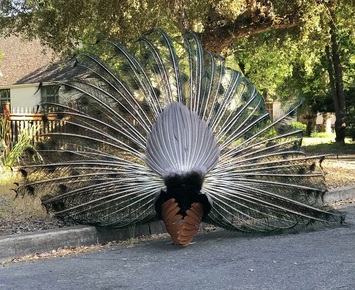 El lado menos visto del pavo real