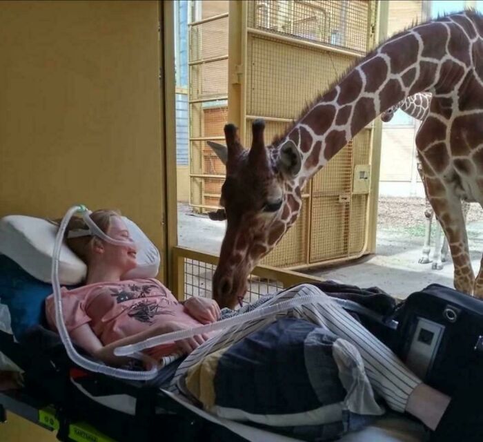 Jirafa adorable interactuando con persona en cama, mostrando ternura entre animales adorables y humanos.