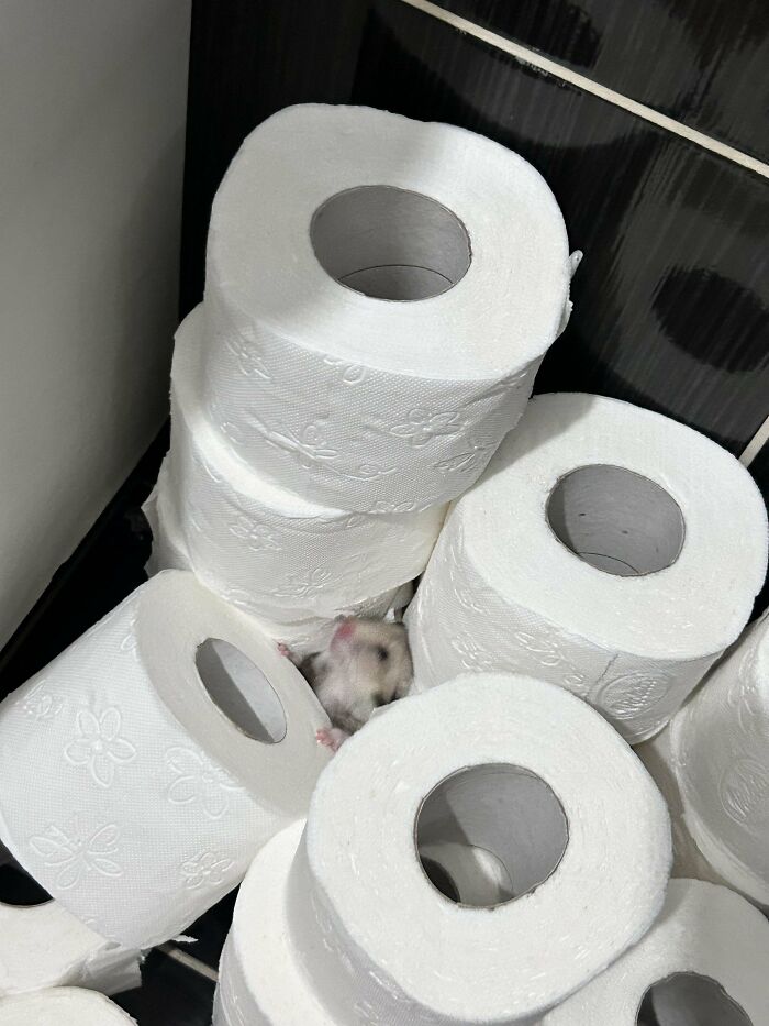 Pequeño roedor escondido entre varios rollos de papel higiénico en escena divertida de animales.