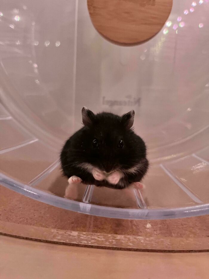 Hámster negro dentro de una rueda, imagen divertida y absurda de animales para alegrar el día con ternura.