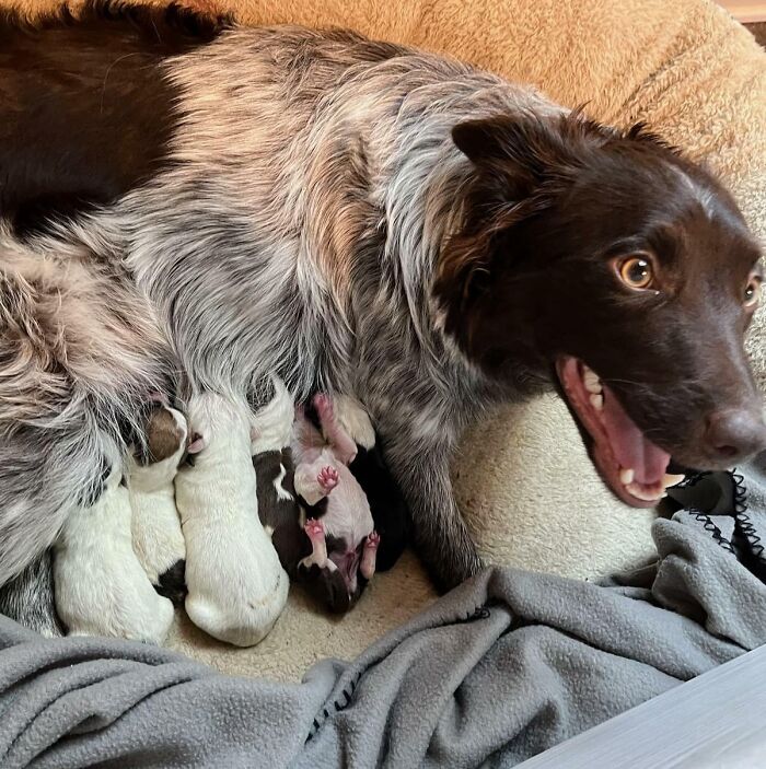 Mi hija me escribió que habían nacido "4 cachorros sanos" y acabaron siendo 8. La madre está flipando también