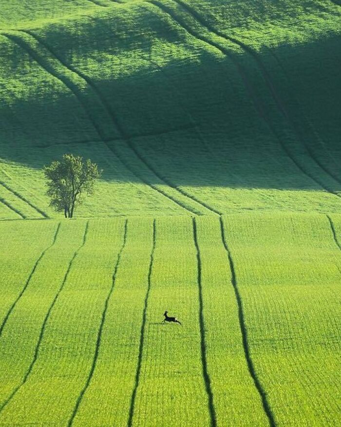 Ciervo por los campos de Moravia, Chequia