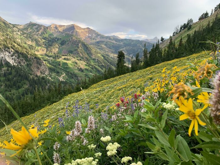Cañón Little Cottonwood, Utah, Julio 2022