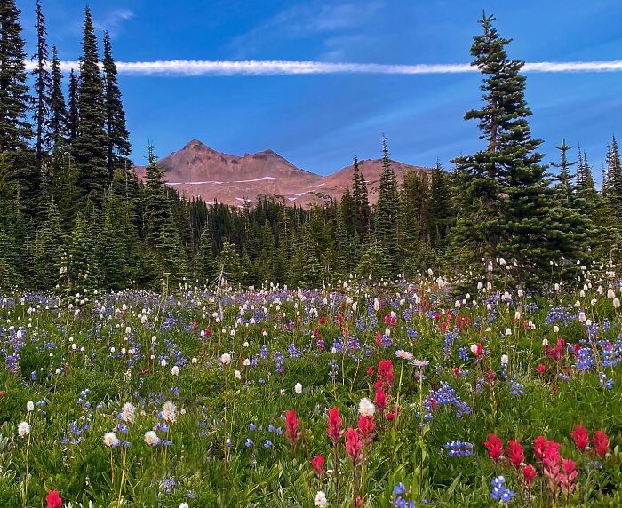 Naturaleza en Goat Rocks, Washington
