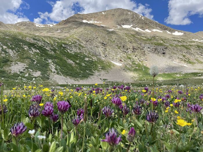 Prado alpino bastante alto