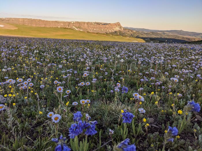 Lleno de flores, en Colorado