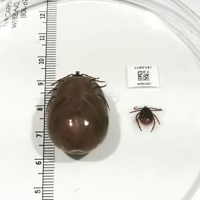 Garrapata atroz