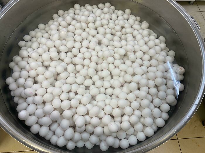 Cacerola enorme para cocer 1200 huevos a la vez