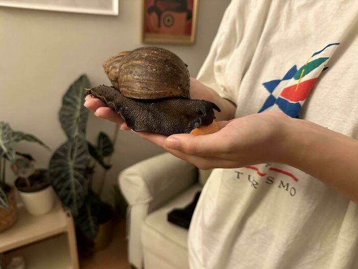 ¿Mi caracol cuenta como unidad?