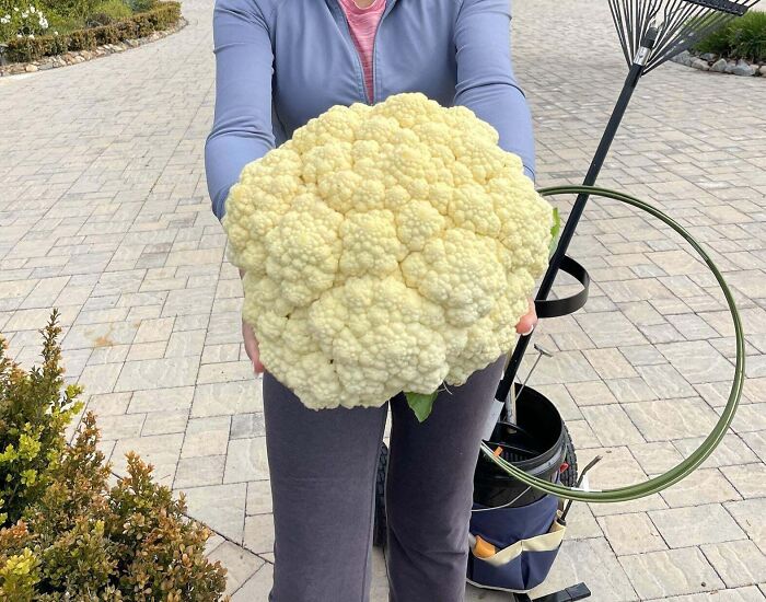 Unidad absoluta de coliflor que han cultivado mis padres