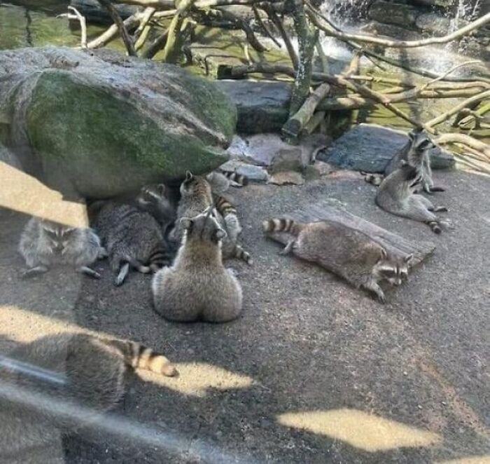 Vaya pedazo de mapache