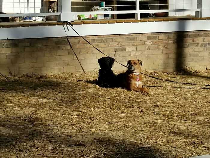 Son dos perros, no un perro y su sombra
