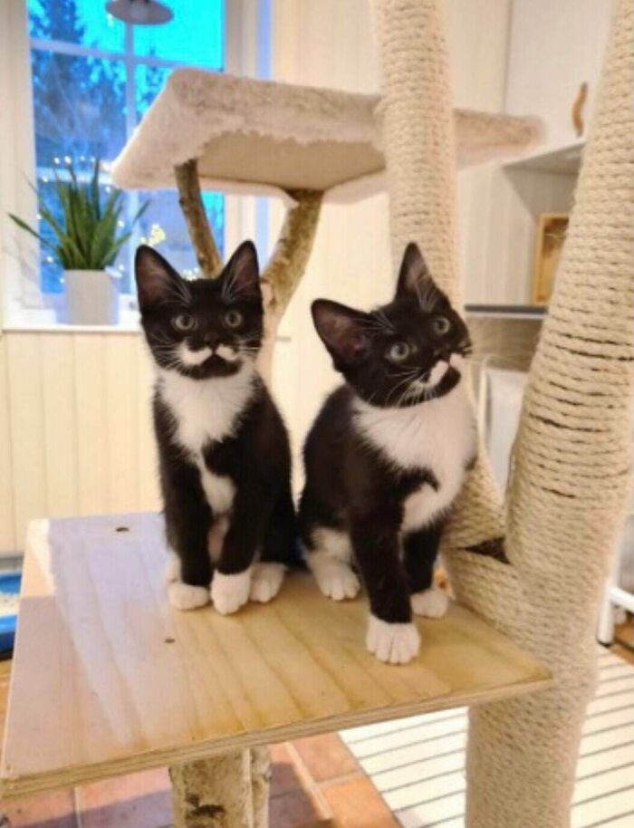 Gatitos con bigotes perfectos