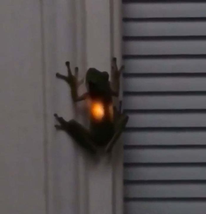 Lo que pasa cuando las ranas comen luciérnagas