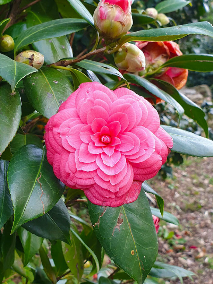 Los pétalos de esta camelia