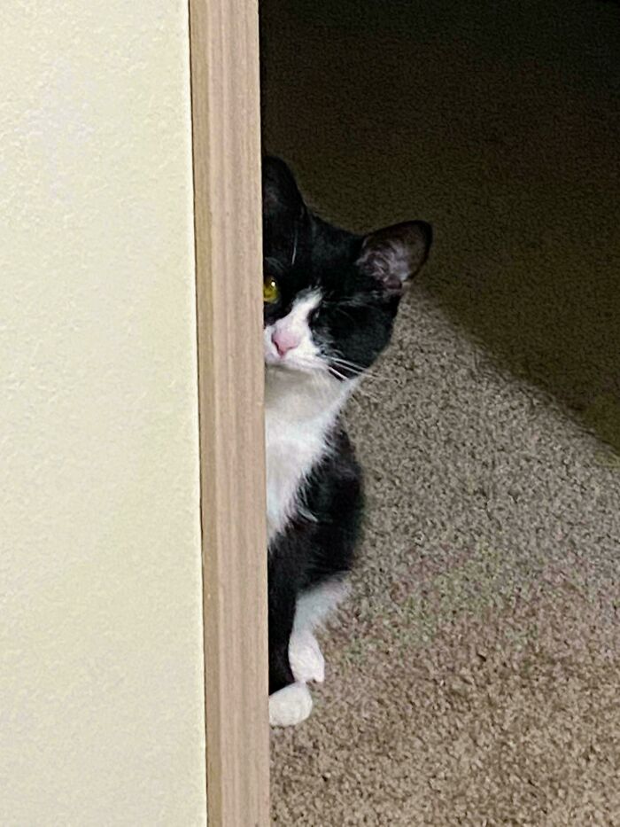 Mi gato solo tiene un ojo, y así se asoma por las esquinas