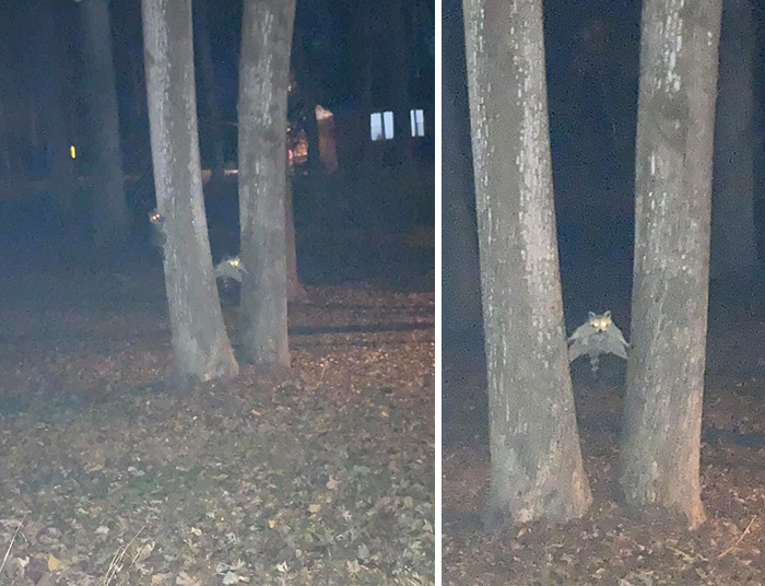 Sabía que había mapaches ahí, pero no supe lo que hacían hasta que saltó el flash