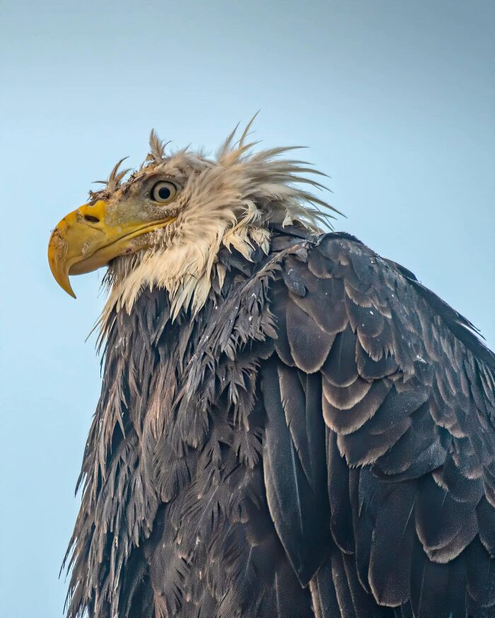 Si 2020 fuera un águila
