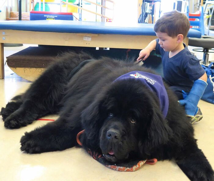 Este es Bonner, el perro de mi madre. Trabaja como perro de terapia en el hospital infantil