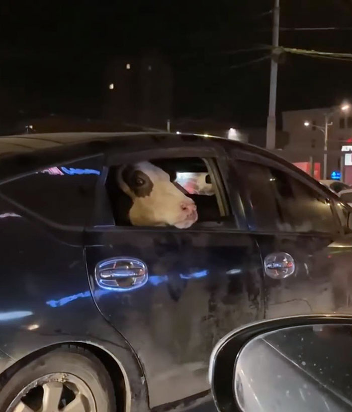 Vaca en un coche en Mongolia