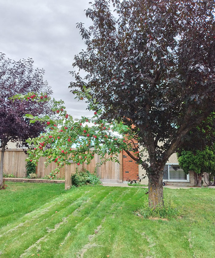 A este árbol le implantaron una rama de manzano
