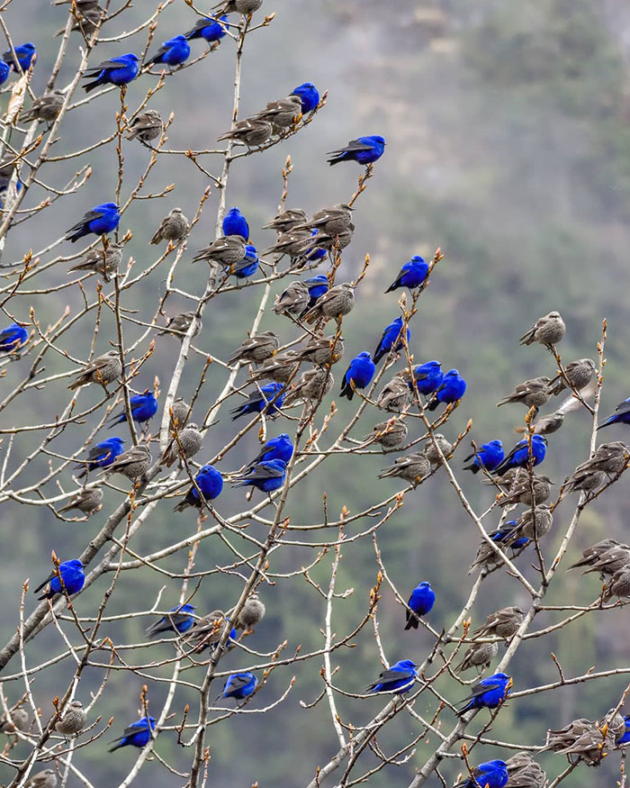 Aves Grandala. Las hembras son marrones con detalles blancos, los machos son tan azules que hacen daño a la vista