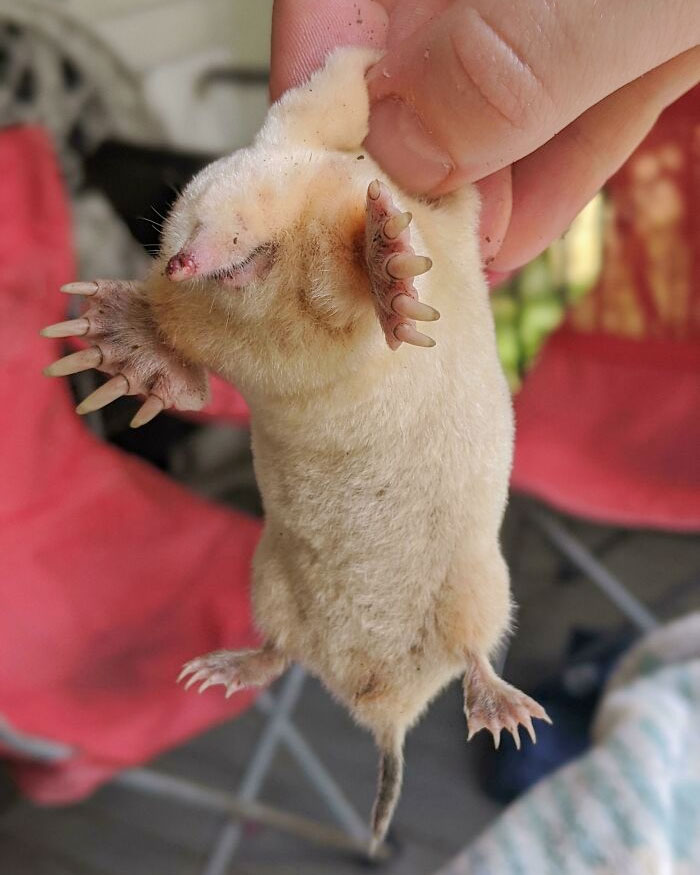 Tengo topos en mi jardín, pero no pensé en encontrar uno albino
