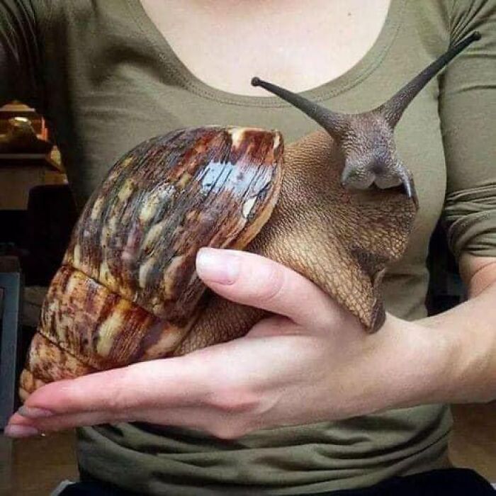 Caracol gigante africano, la especie más grande del mundo